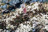 Pulsatilla alpina, incontrata lungo la fascia subalpina dal parco Jotunheimen, Norvegia.